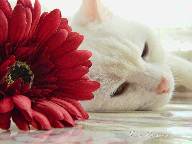 九游娱乐官方-罗德里无解表现统治全场，挪威队四球横扫巴拉圭展雄风