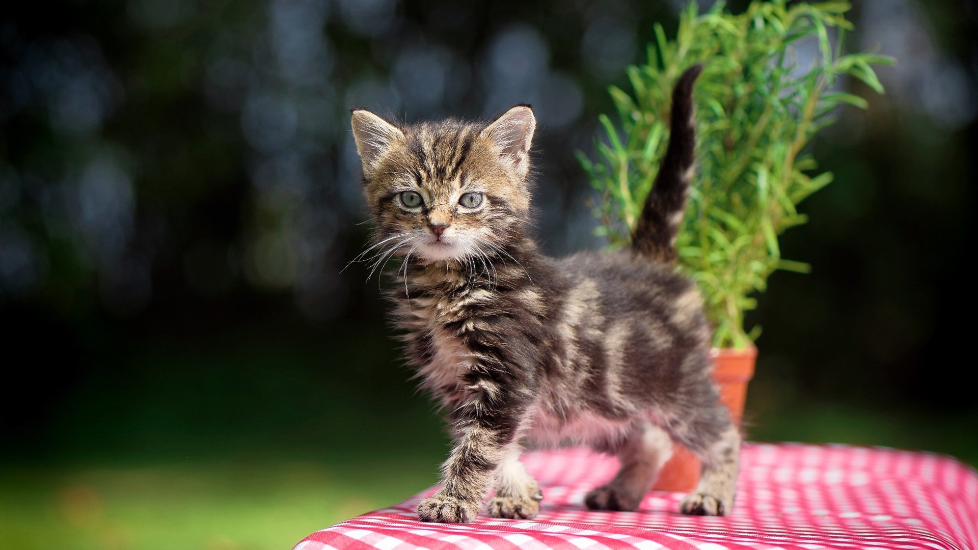 九游体育平台-破茧成王,对阵火箭一役,马克西用实力击碎所有质疑