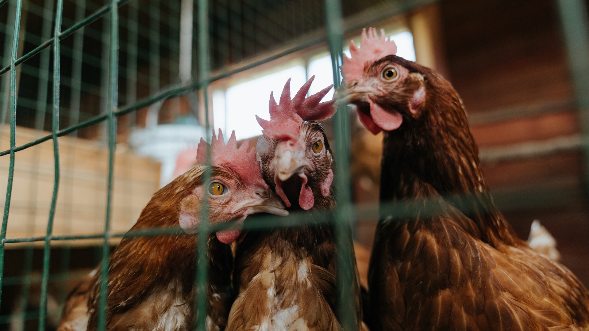 九游娱乐首页-红牛奇迹,莱比锡完胜拜仁,终结德甲巨人欧冠王朝