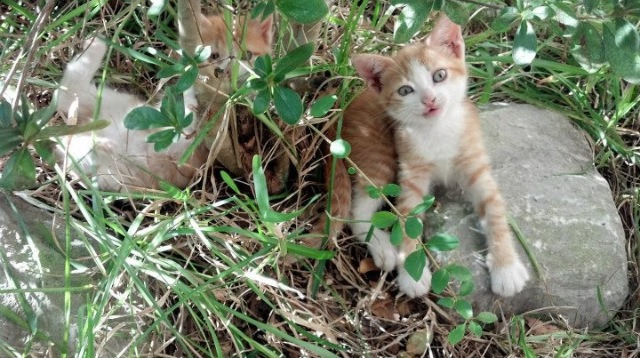 九游娱乐网页-新星闪耀夜,北欧冰刃封喉,当恩佐的惊艳终不敌瑞典的末节寒芒