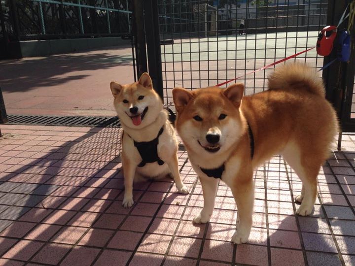 九游体育APP下载-铁壁阿尔瓦雷斯统治全场，袋鼠军团力压苏格兰取关键胜利